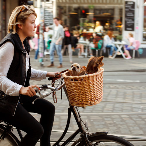 Bremen, Germany - October 3, 2014: A woman riding a bicycle through the Viertel quarter in Bremen with her small dogs in the basket.